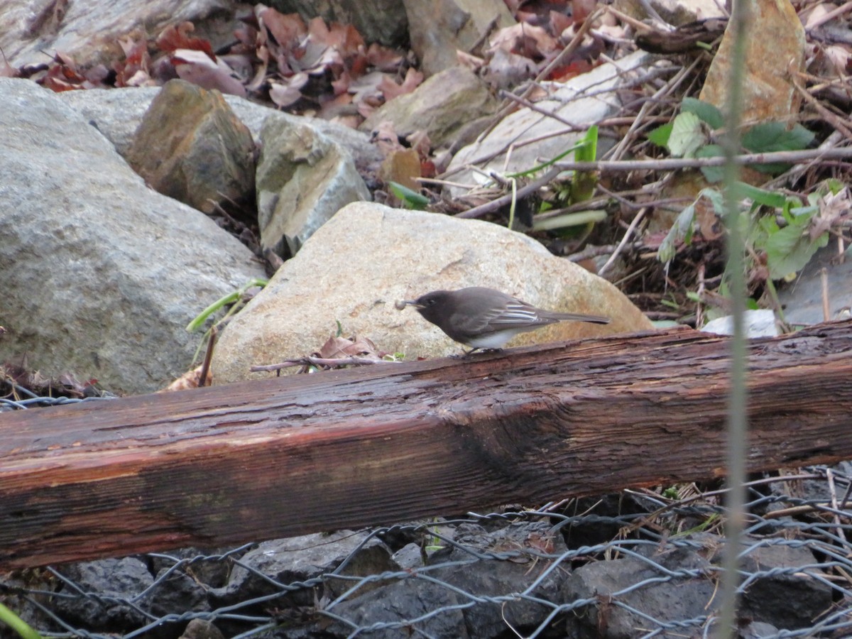 Black Phoebe - ML615928092