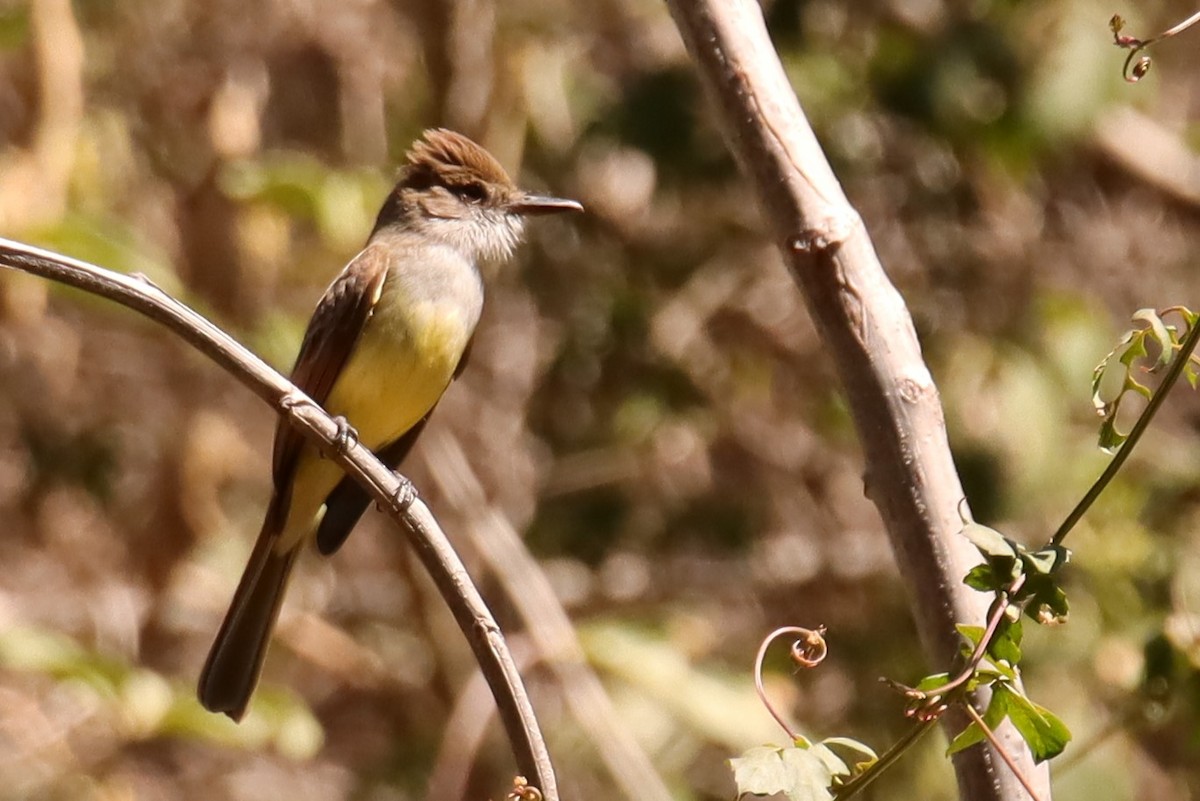 Dusky-capped Flycatcher - ML615928109