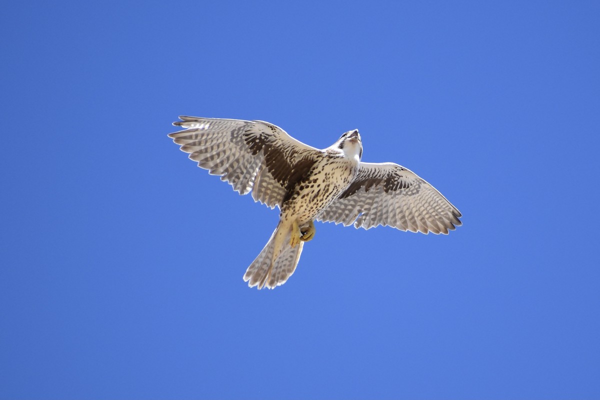 Prairie Falcon - ML615928121