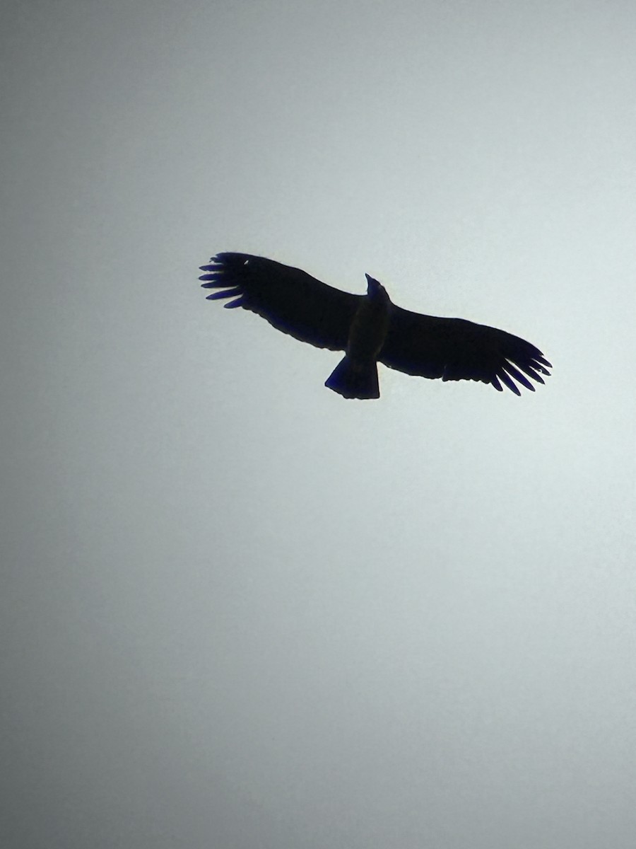 Andean Condor - ML615928143