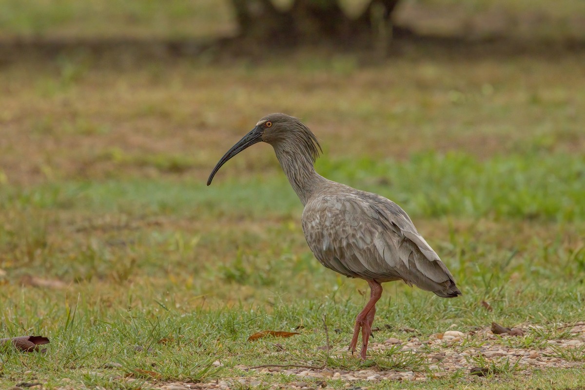 Plumbeous Ibis - Angela Booth