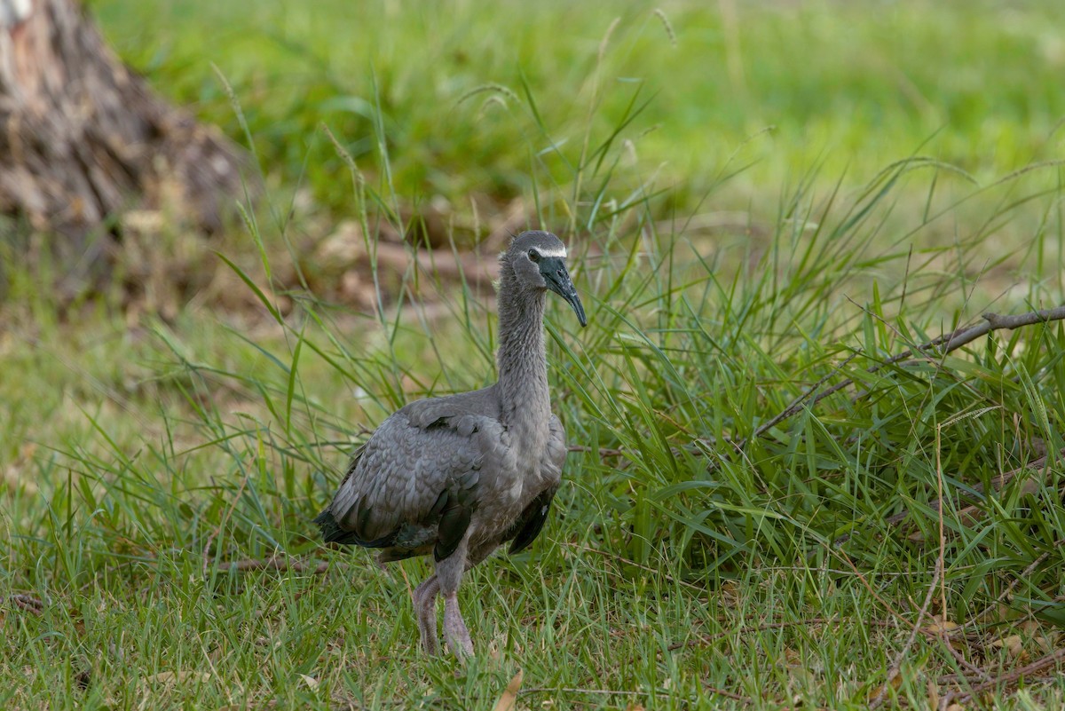 Plumbeous Ibis - Angela Booth