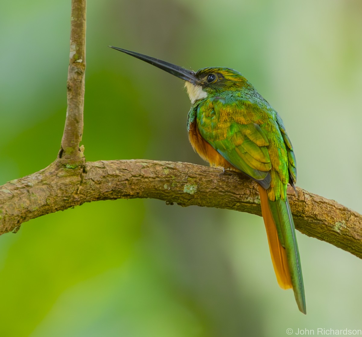 Jacamar à queue rousse - ML615928195