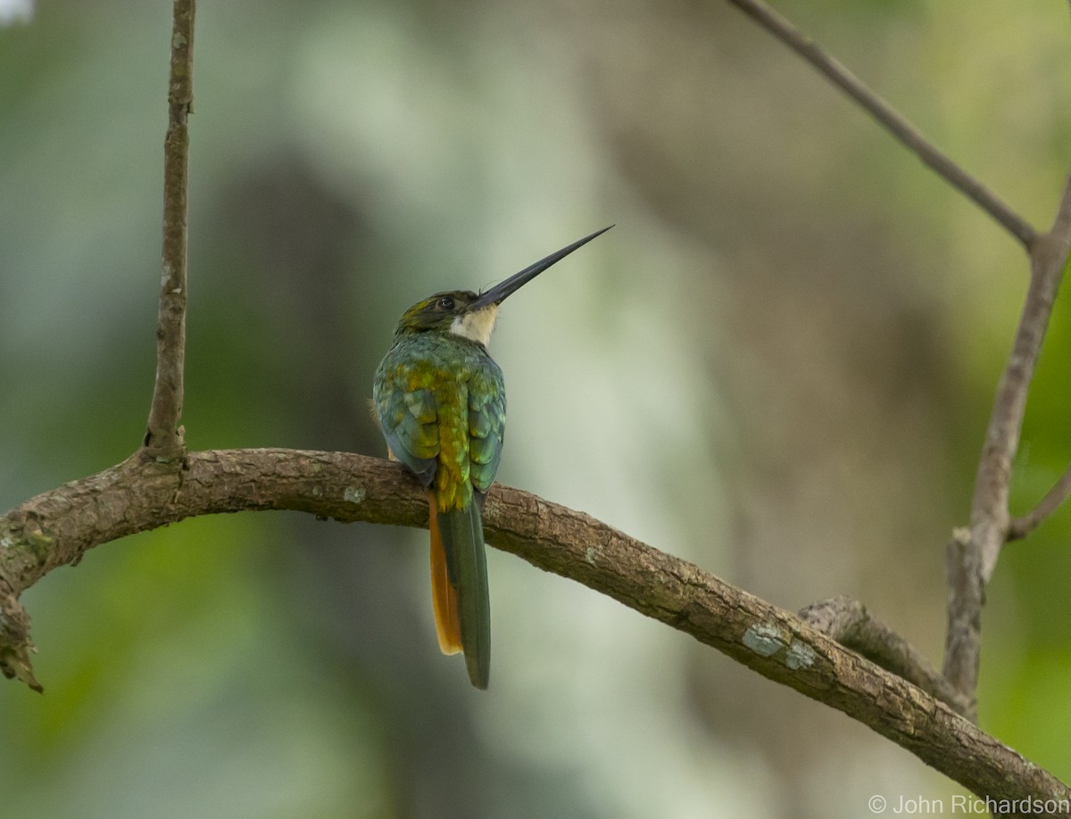 Rufous-tailed Jacamar - John Richardson