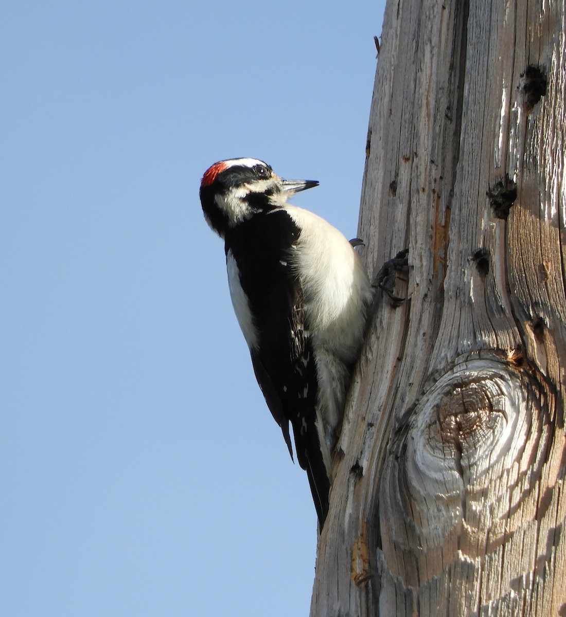 Hairy Woodpecker - Martha Adams