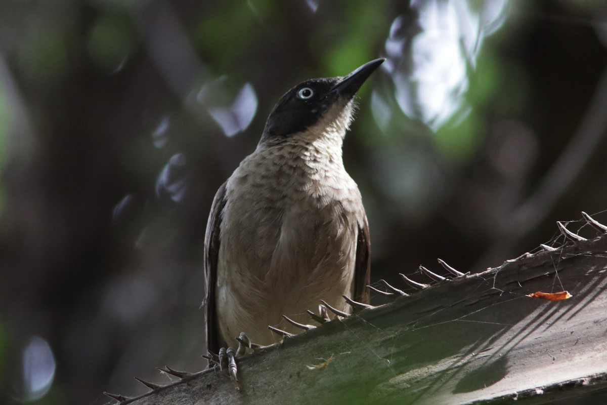 Blackcap Babbler - Richard Dunn