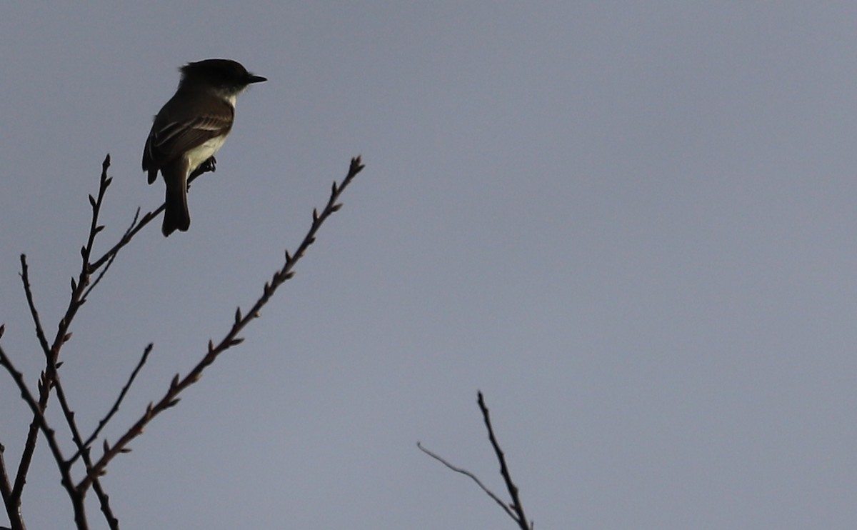 Eastern Phoebe - ML615928254