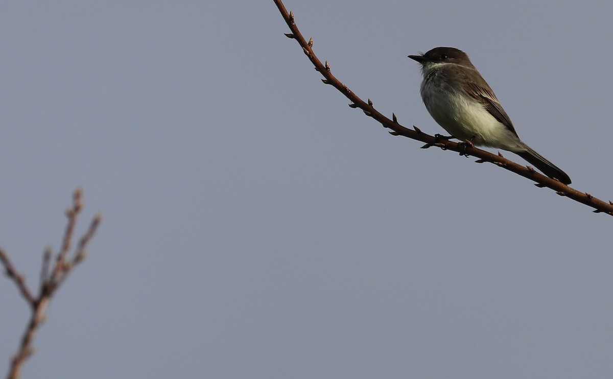 Eastern Phoebe - ML615928259