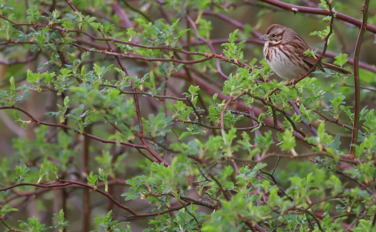 Song Sparrow (melodia/atlantica) - Rob Bielawski