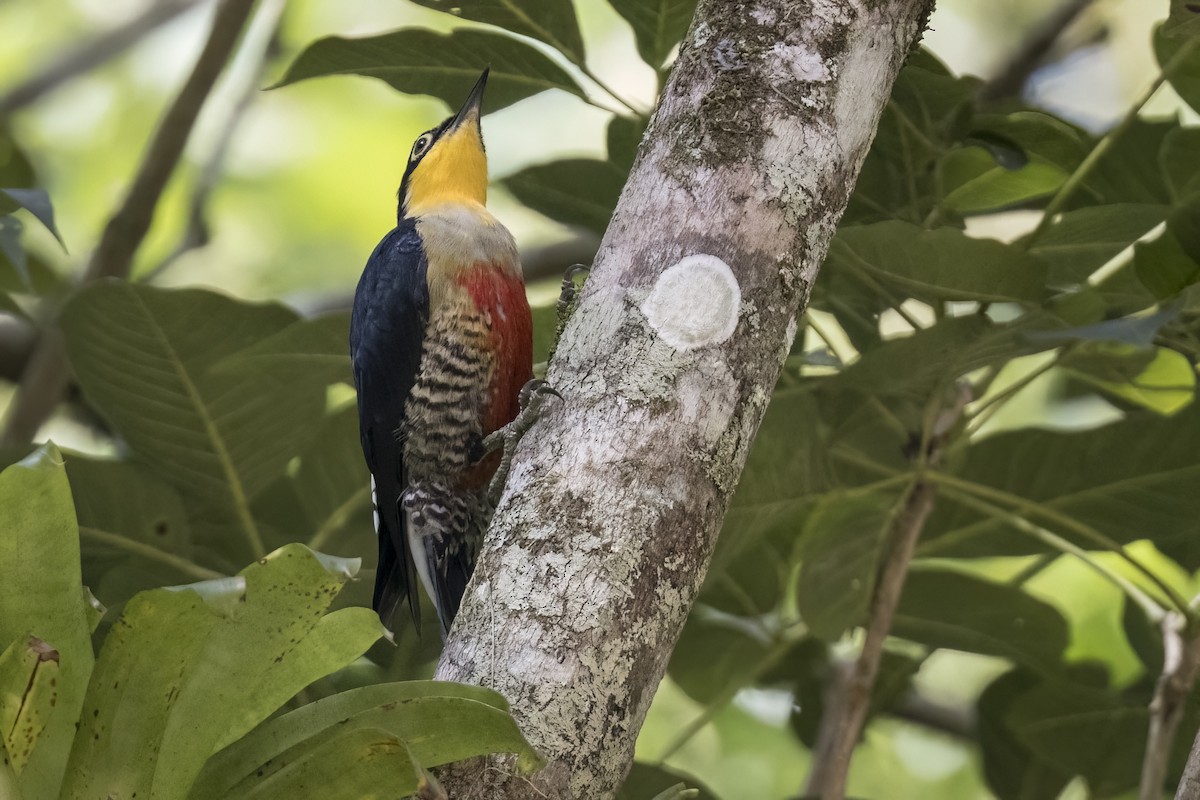 Yellow-fronted Woodpecker - ML615928268