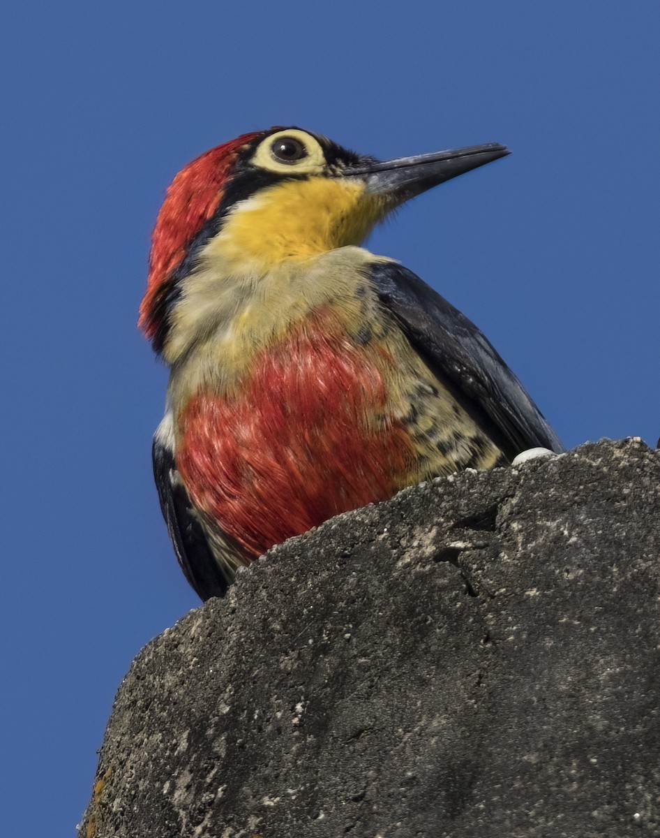 Yellow-fronted Woodpecker - ML615928269