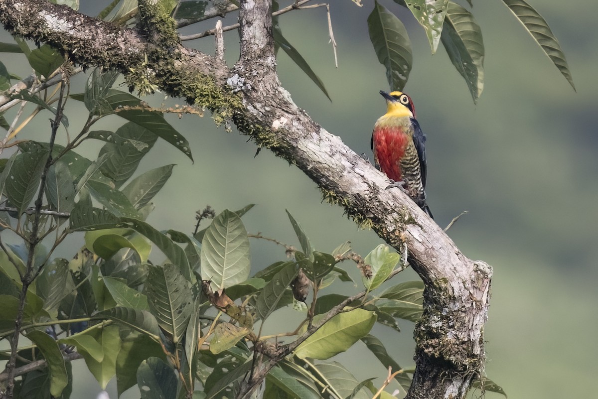 Yellow-fronted Woodpecker - Robert Lockett