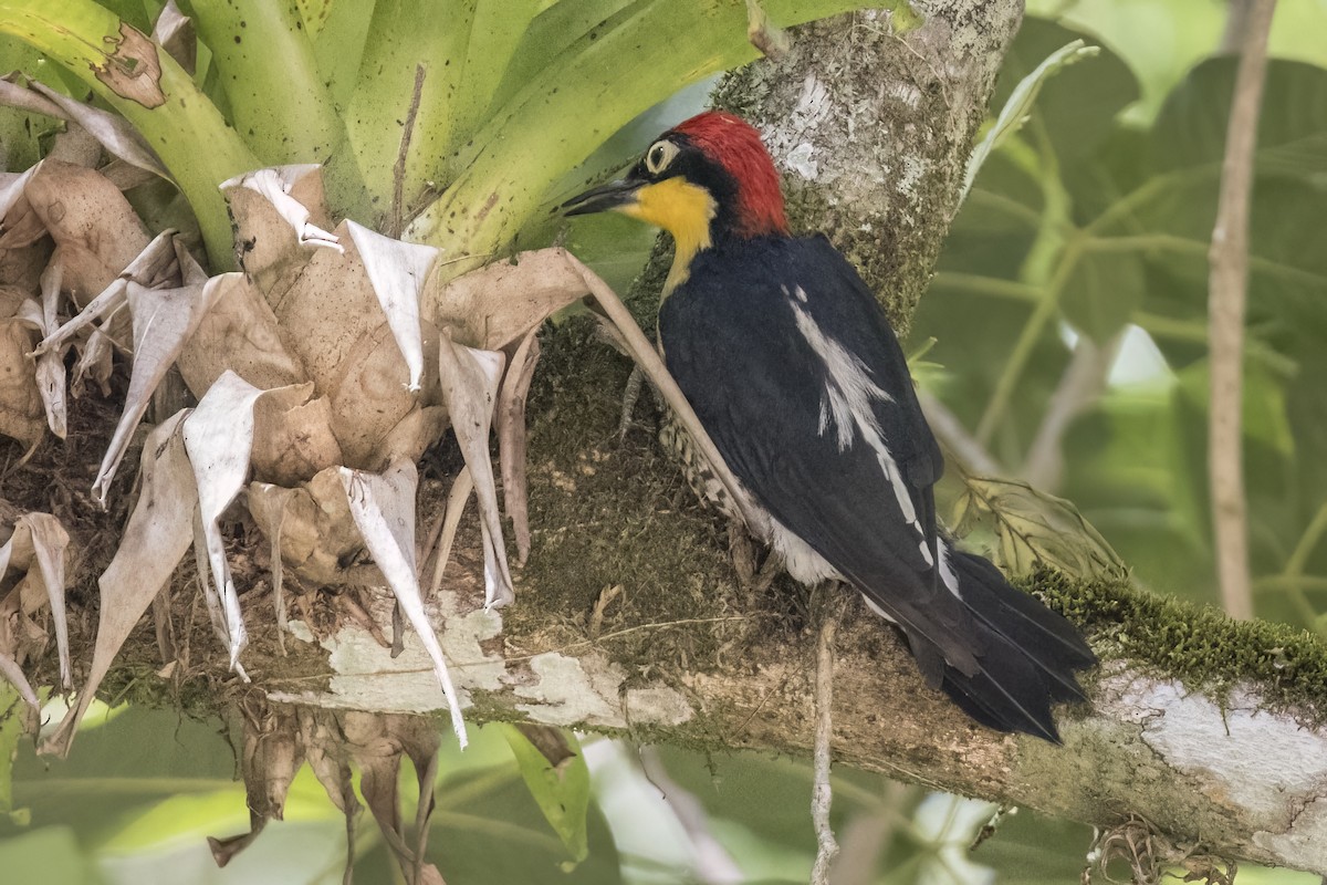 Yellow-fronted Woodpecker - ML615928273