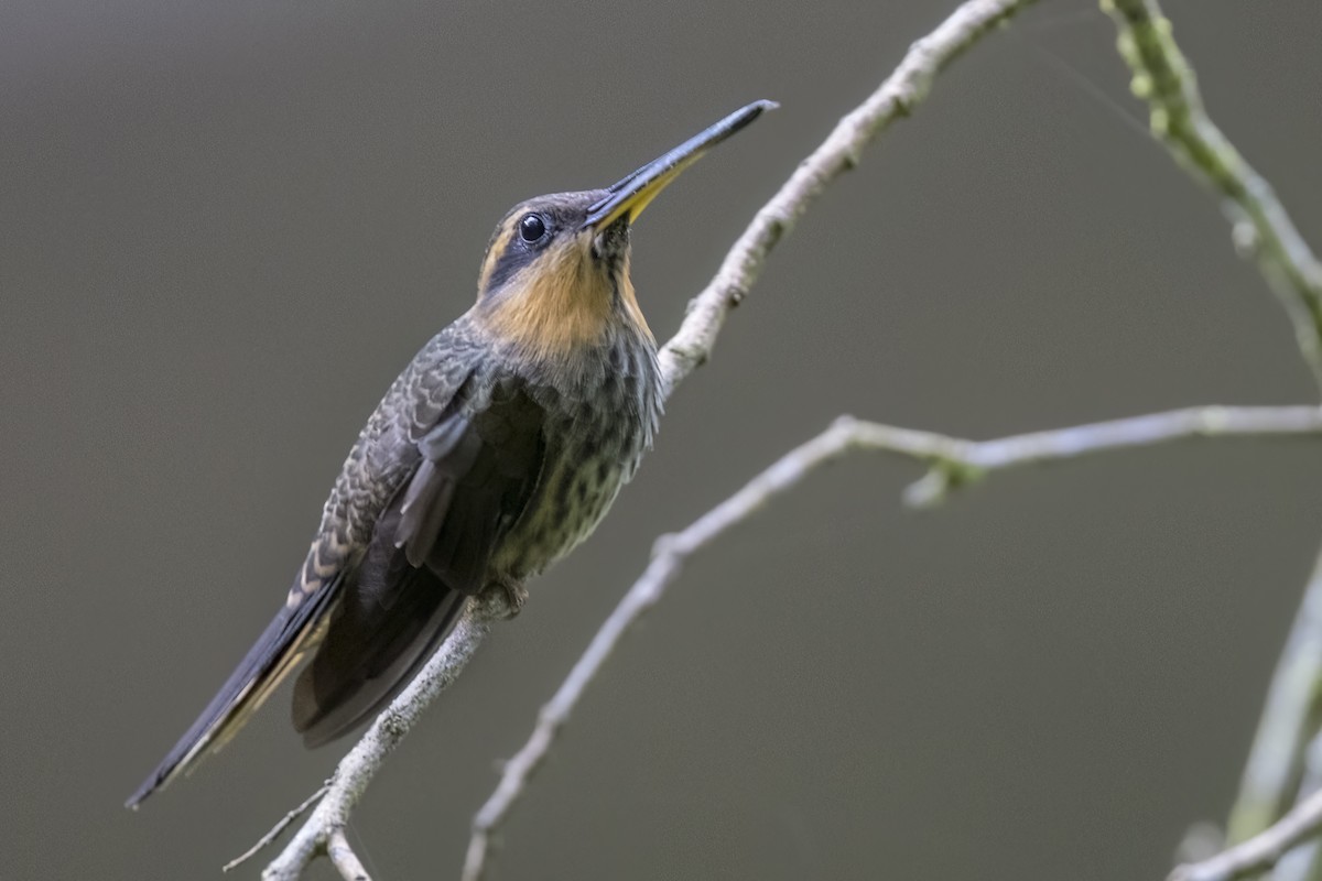 Saw-billed Hermit - ML615928281