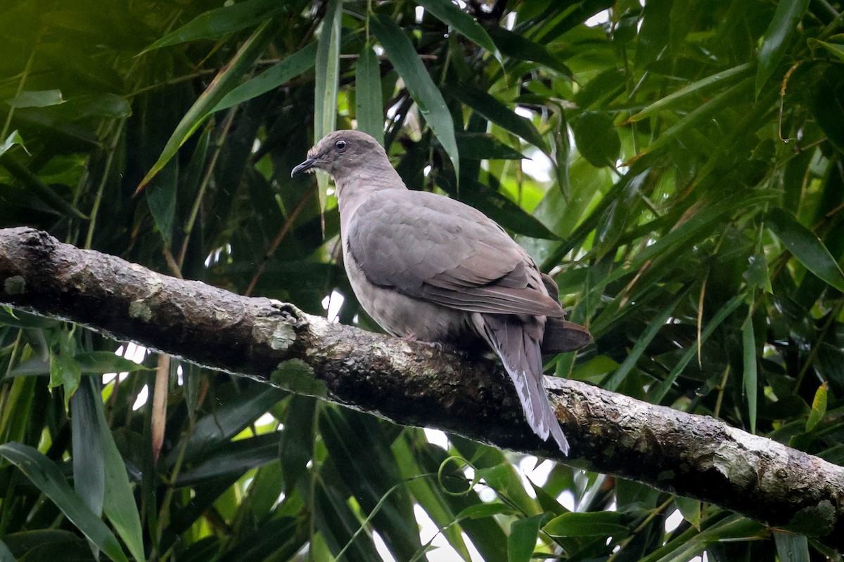 Plumbeous Pigeon - ML615928283