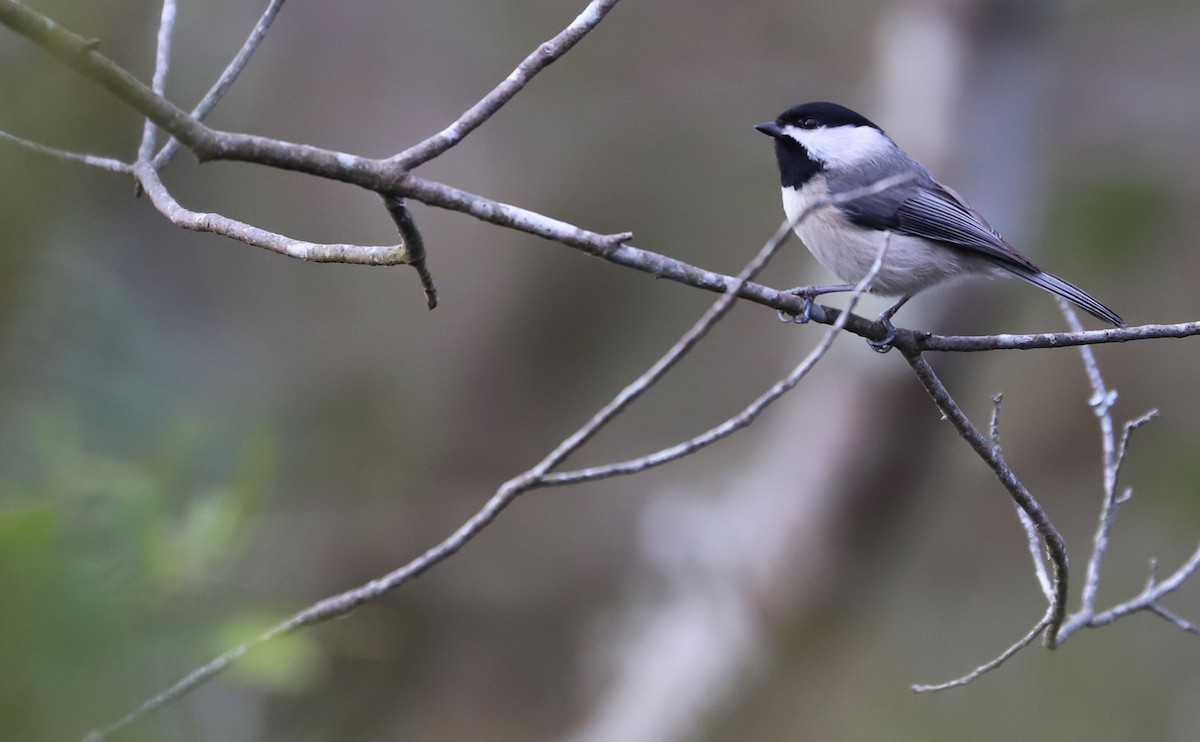 Carolina Chickadee - ML615928284