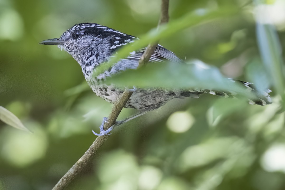 Scaled Antbird - ML615928286