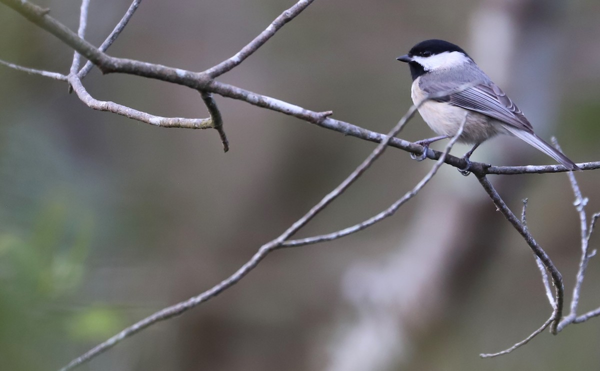 Carolina Chickadee - ML615928288