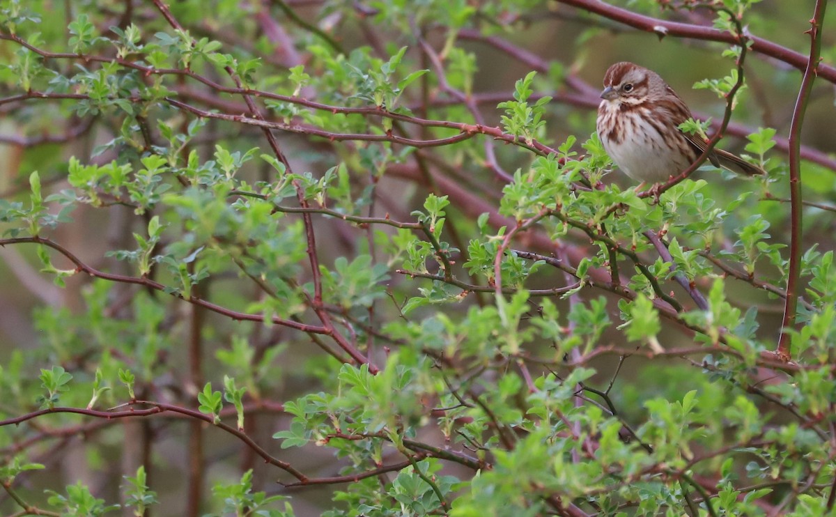 Song Sparrow (melodia/atlantica) - ML615928294