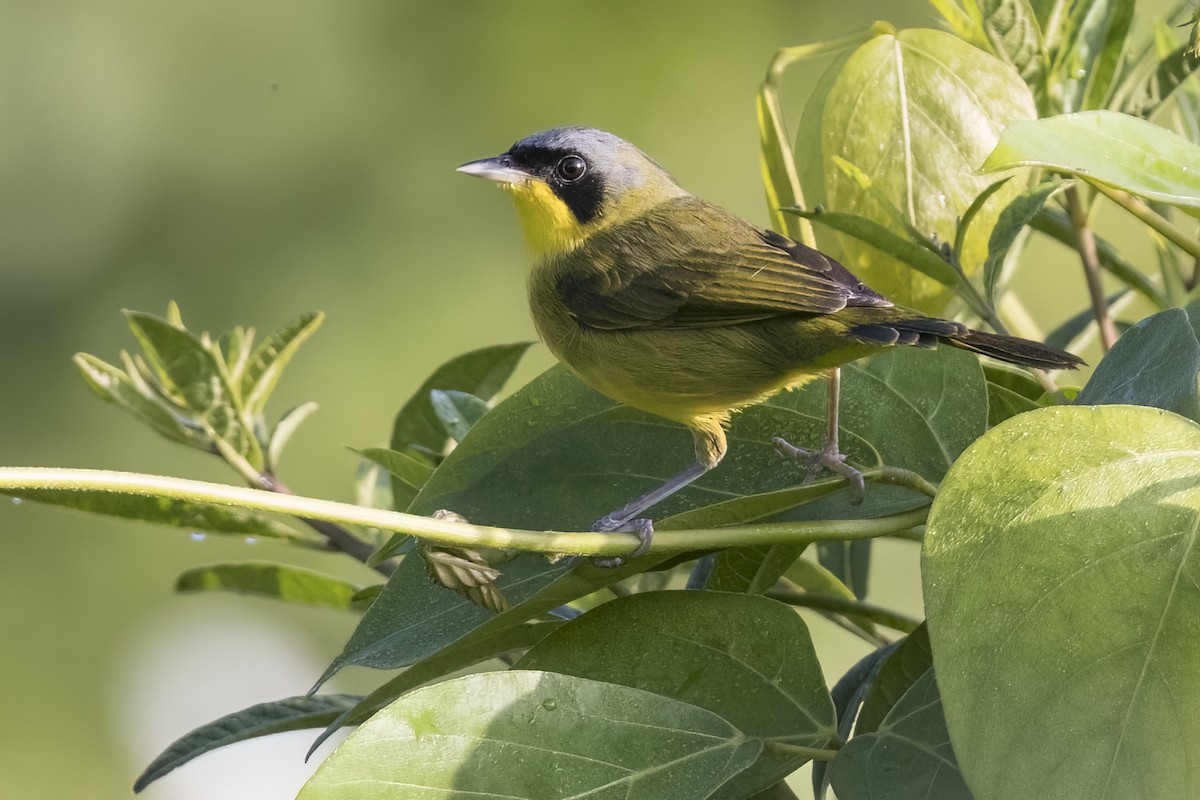 Southern Yellowthroat - ML615928301