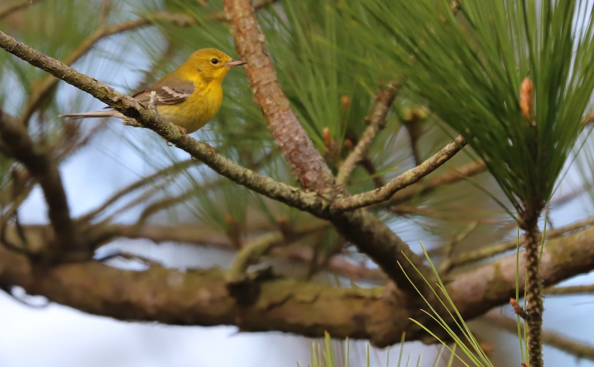 Pine Warbler - ML615928302