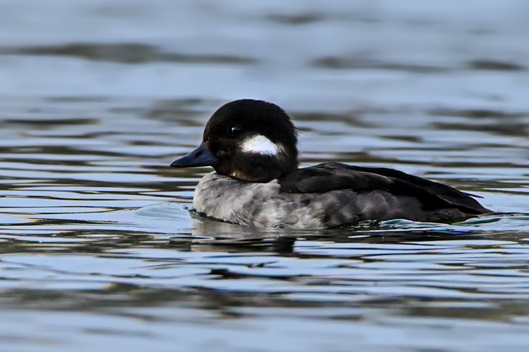 Bufflehead - ML615928314