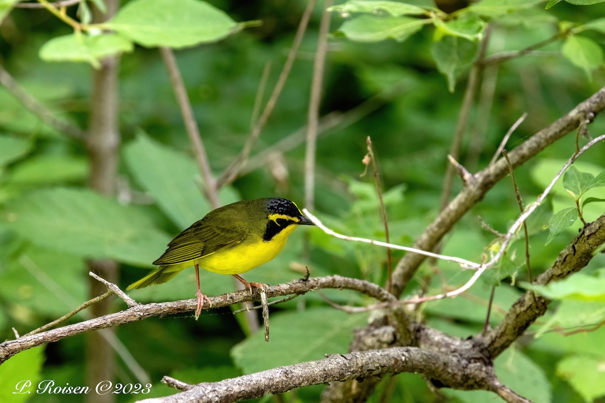 Kentucky Warbler - Paul Roisen