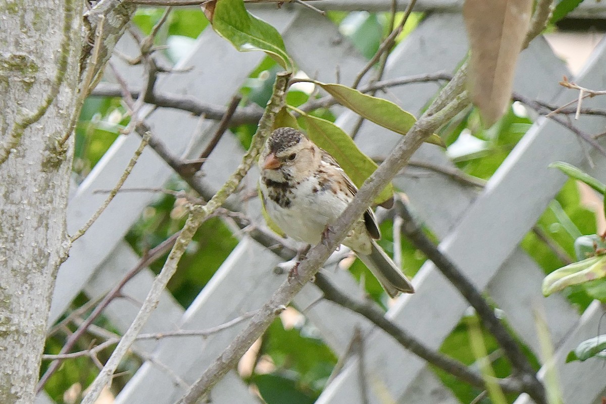 Harris's Sparrow - ML615928376