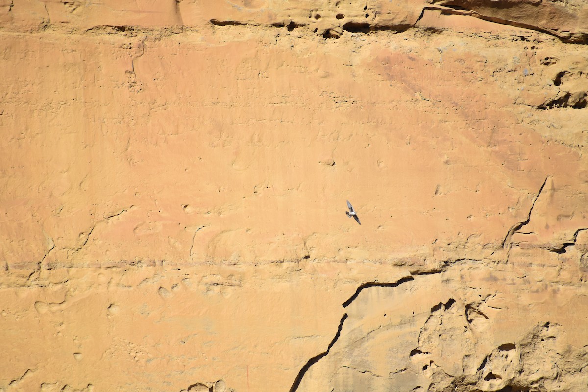 Prairie Falcon - ML615928391