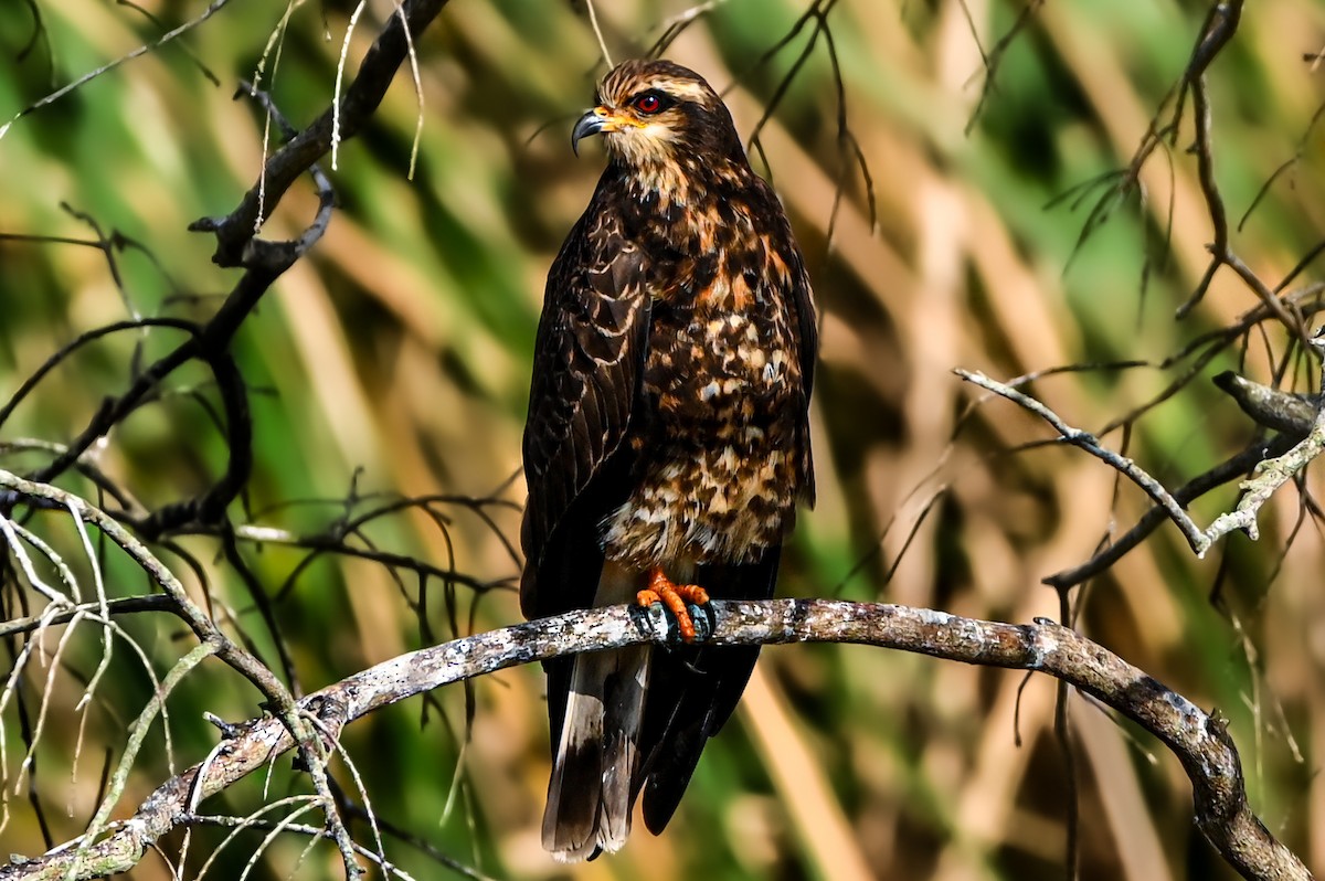 Snail Kite - Nathanial O’Connell