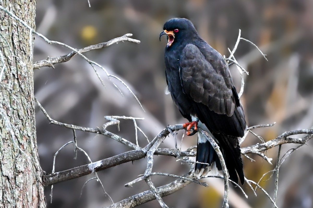 Snail Kite - ML615928426