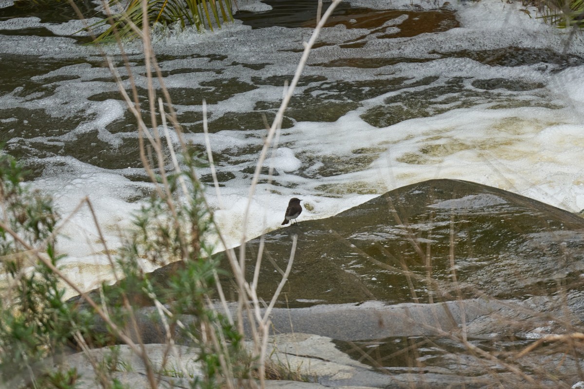 Black Phoebe - Andrew Sheridan