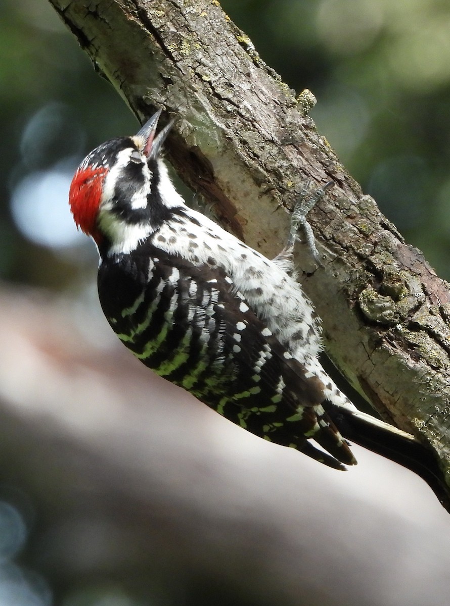 Nuttall's Woodpecker - ML615928454