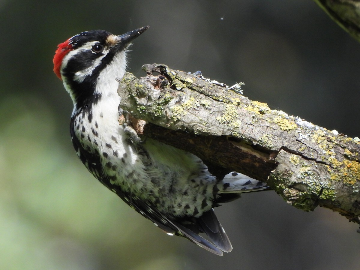 Nuttall's Woodpecker - ML615928455