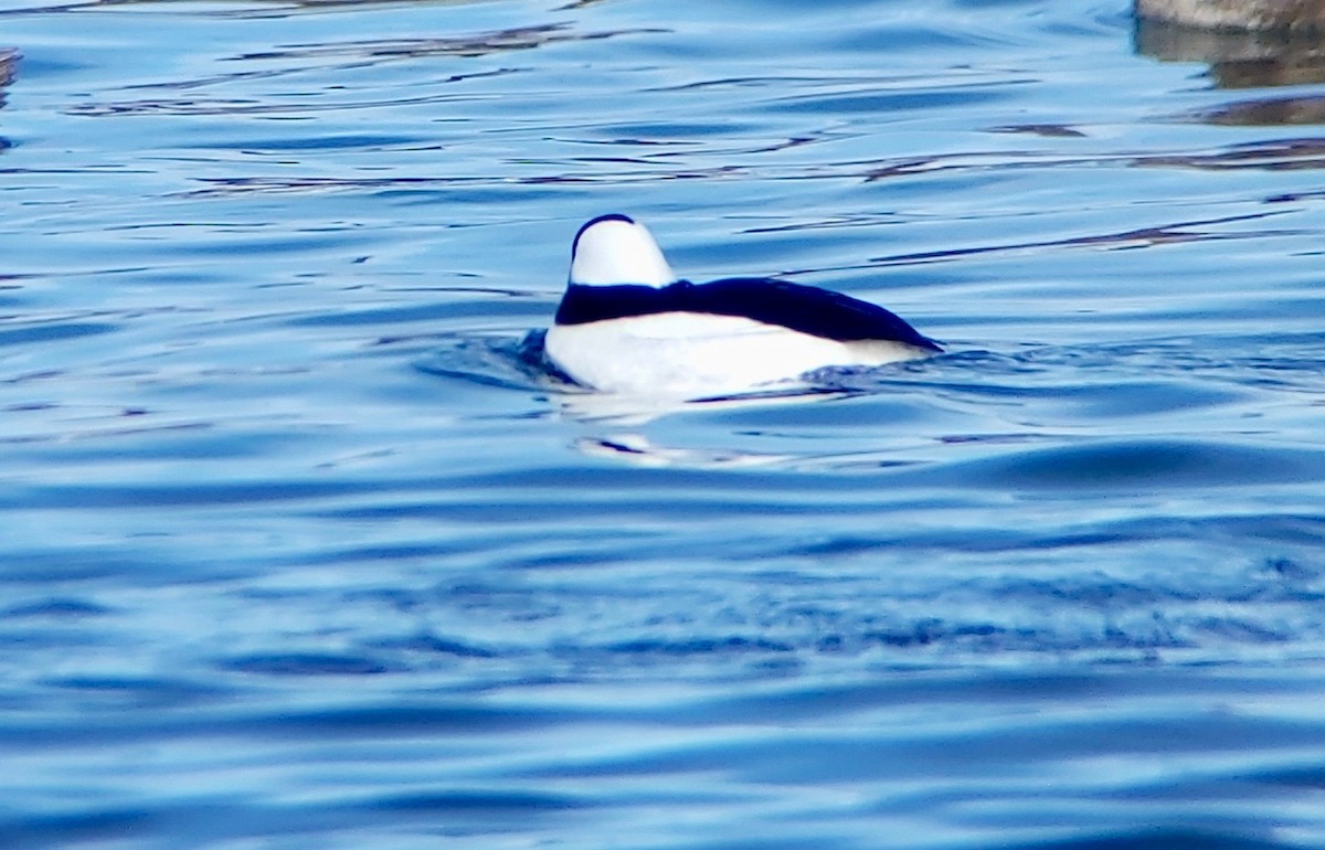 Bufflehead - ML615928544