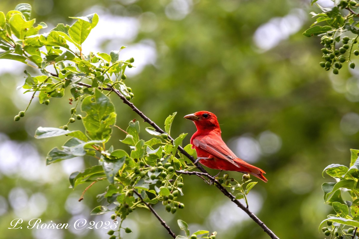 Summer Tanager - Paul Roisen