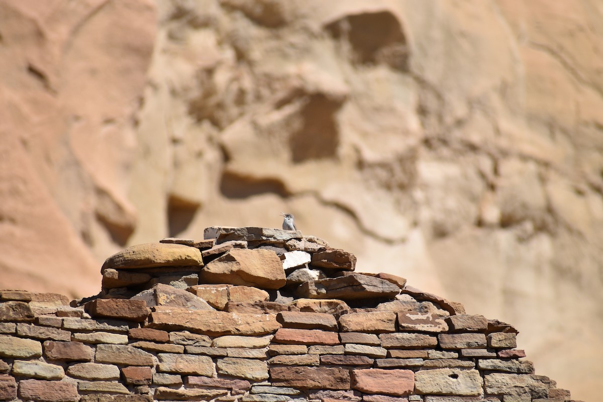 Rock Wren - ML615928588