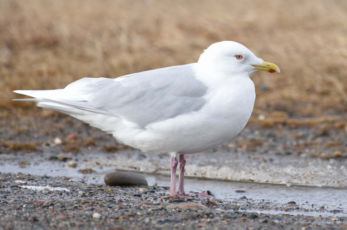 Iceland Gull (kumlieni) - ML615928663