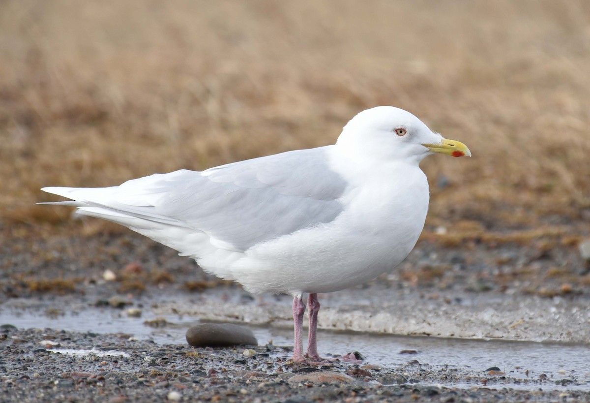 Iceland Gull (kumlieni) - ML615928668