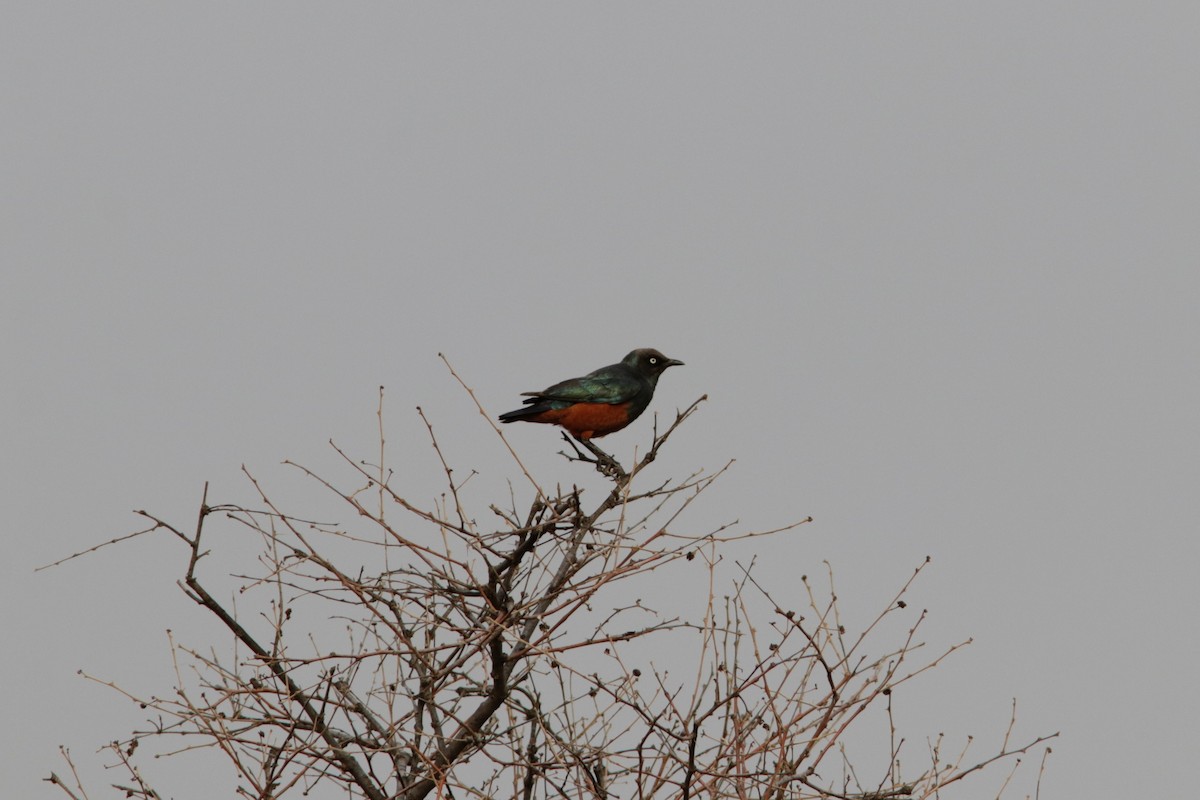 Chestnut-bellied Starling - ML615928678