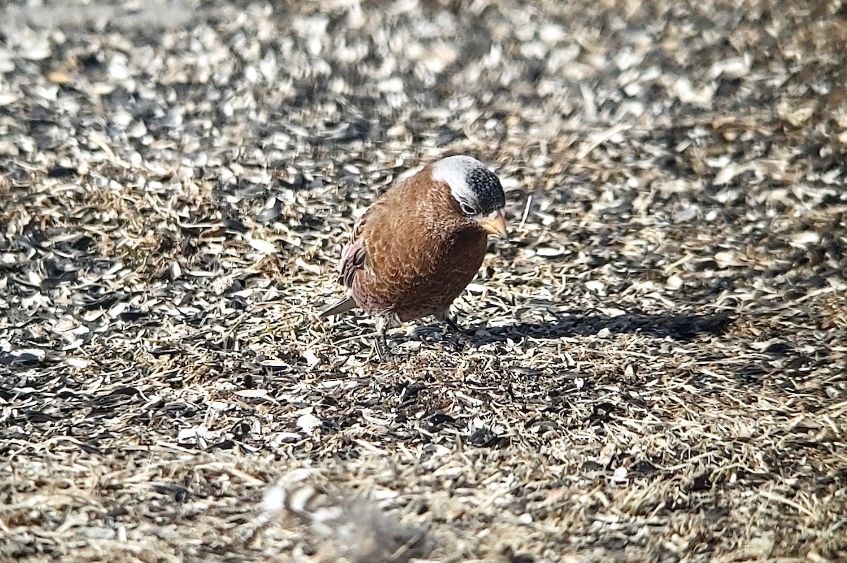 Gray-crowned Rosy-Finch - ML615928710