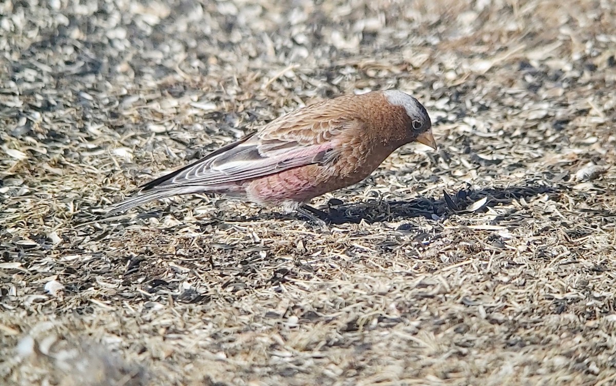 Gray-crowned Rosy-Finch - ML615928712