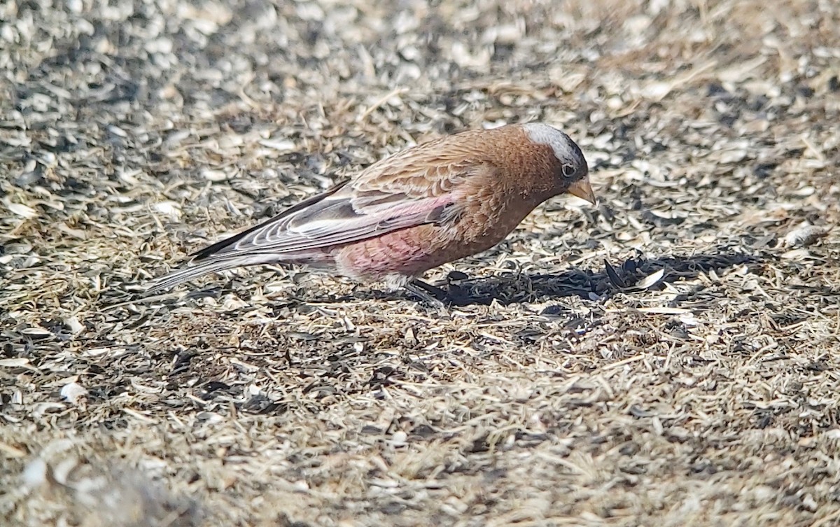 Gray-crowned Rosy-Finch - Jay VanderGaast