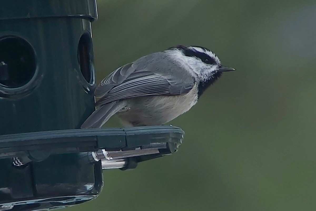 Mountain Chickadee - ML615928742