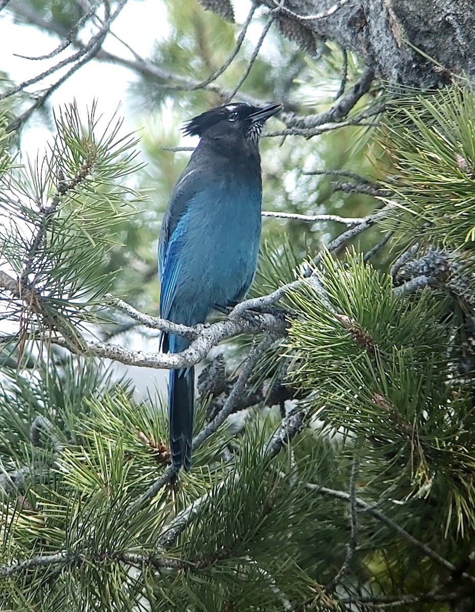 Steller's Jay - ML615928745