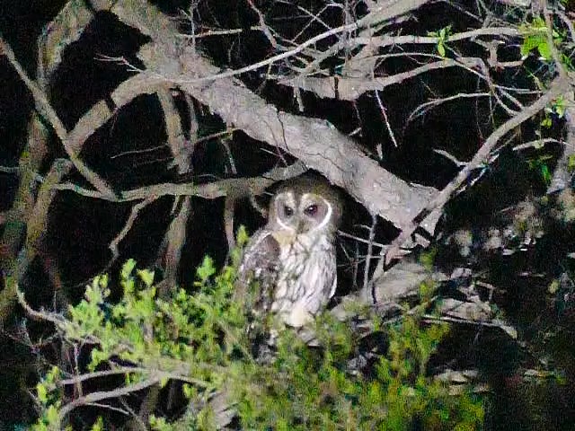 Mottled Owl (Mottled) - ML615928747