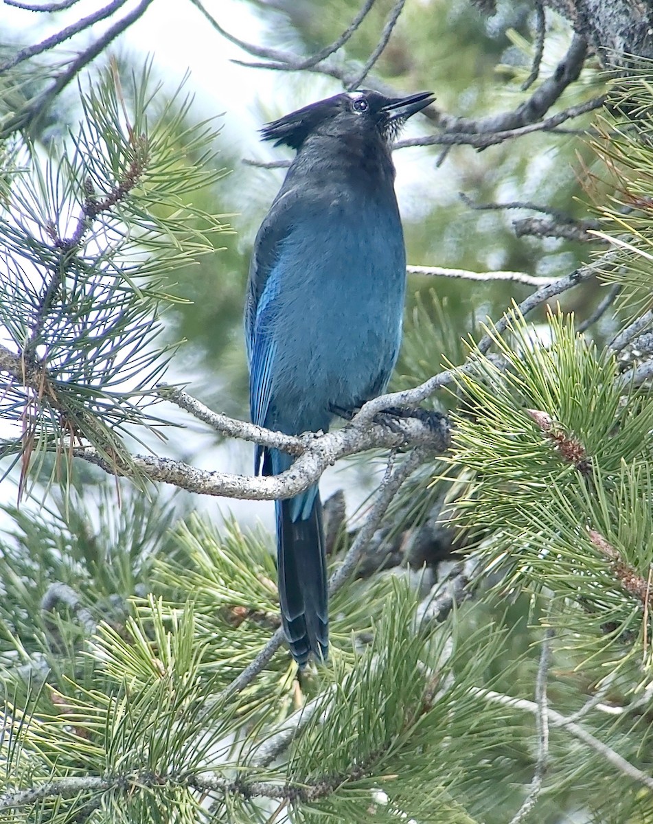 Steller's Jay - Jay VanderGaast