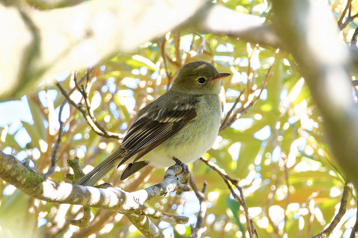 Mountain Elaenia - ML615928795