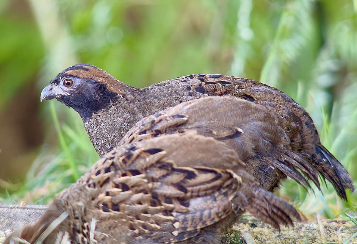 Black-fronted Wood-Quail - ML615928800