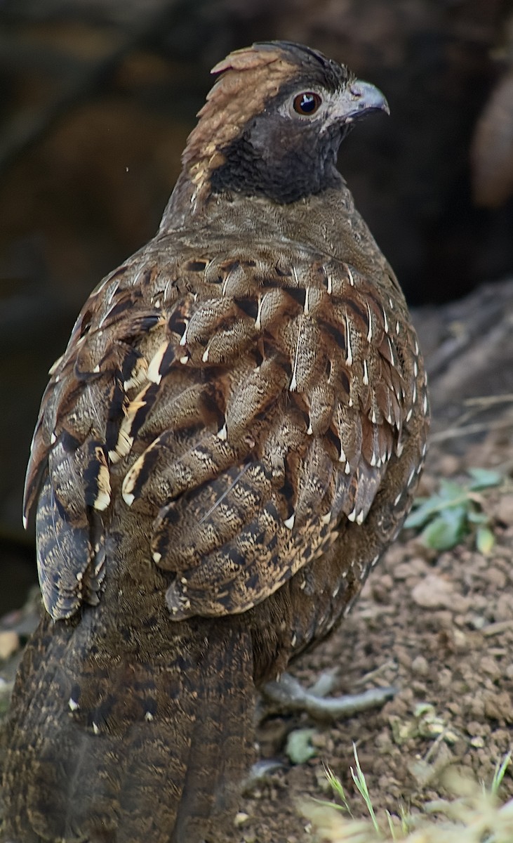 Black-fronted Wood-Quail - William Orellana (Beaks and Peaks)